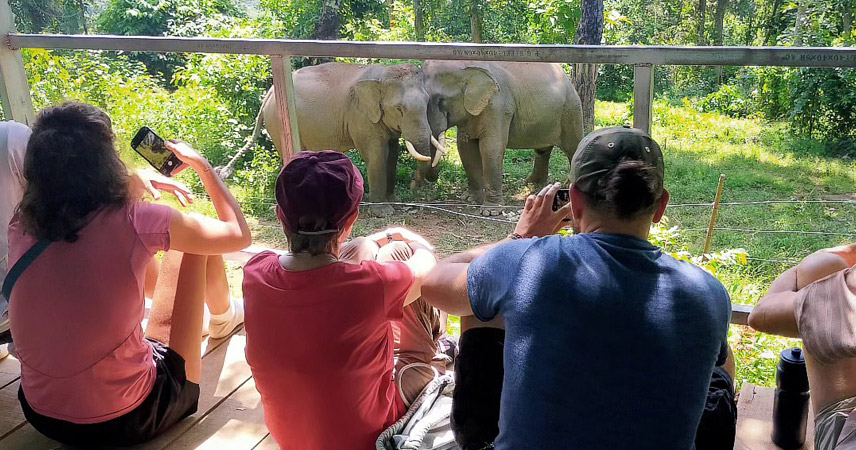 Visit one of Luang Prabang’s ethical elephant sanctuaries to learn about the lives of these gentle giants