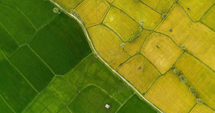 Rice fields seen from above in the Mekong Delta