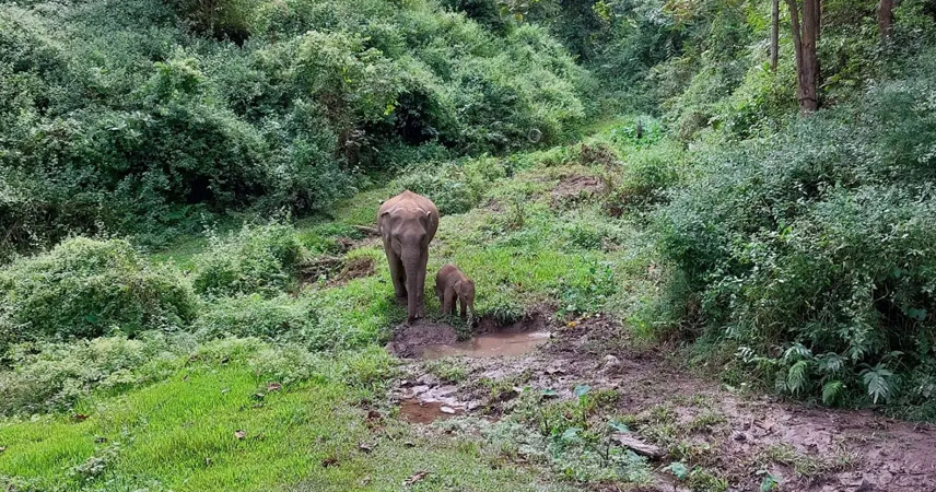 Explore Mekong Elephant Park in Pakbeng