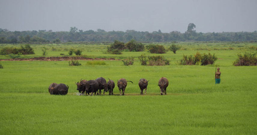 Xe Pian National Protected Area