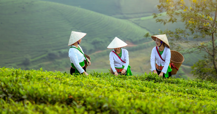 People Local at Yen Bai