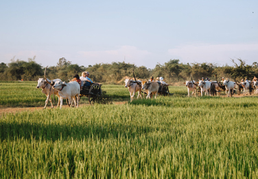 5-Day Mekong River Cruise: Phnom Penh to Siem Reap