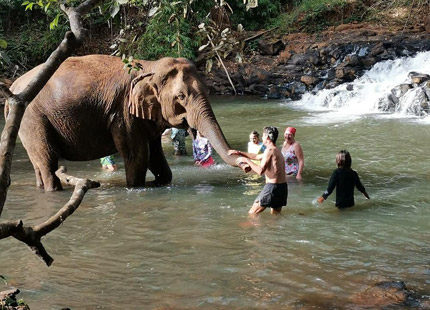 Experience a wonderful day next to the gentle Mondulkiri elephants